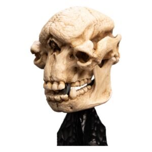 Estatua de Skull of a Cave Troll en El Señor de los Anillos por Weta Collectibles - Imagen 2