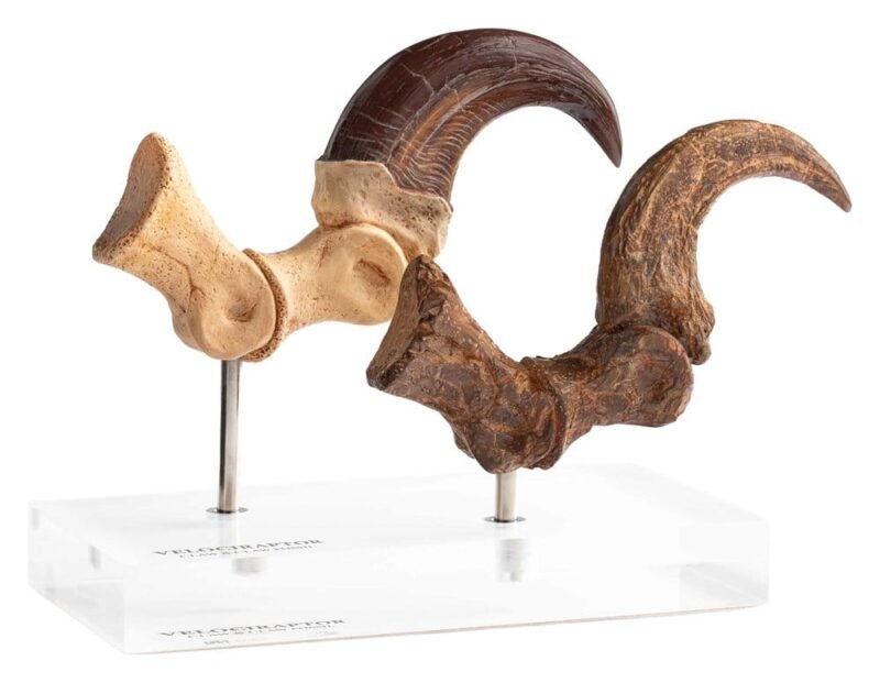 Estatua Elite Creature Line de Velociraptor Foot Claw and Fossil Claw Set en Jurassic Park por Elite Creature Collectibles